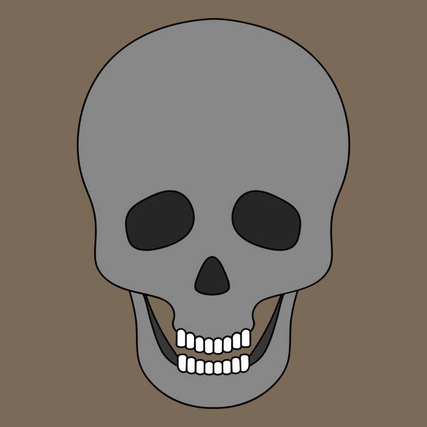 ilustrações de stock, clip art, desenhos animados e ícones de human skull. jaw with straight teeth. vector illustration. halloween symbol. isolated brown background. bone frame of the head. an integral part of the skeleton. cartoon style. hollows instead of eyes and nose. decoration for all saints day. - human bone the human body healthcare and medicine human skeleton