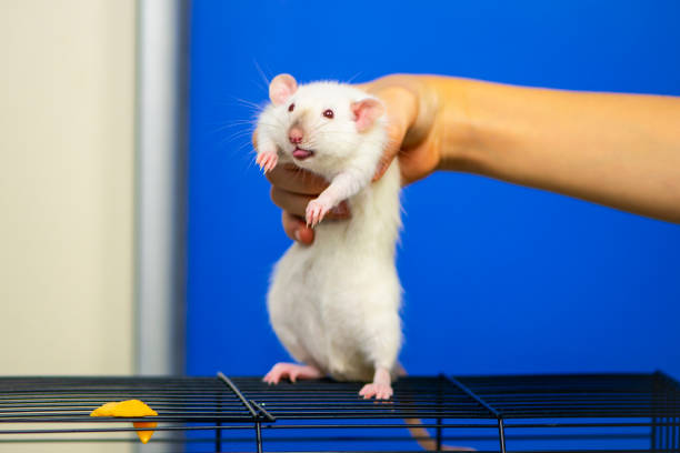 istock funny cute rat and a piece of cheese 1283461388