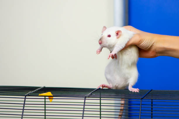 istock funny cute rat and a piece of cheese 1283461433