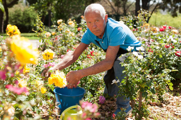 istock Man cutting back shoots of rose bushes 1283462582