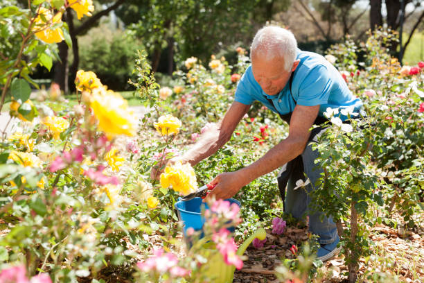 istock Man cutting back shoots of rose bushes 1283462583