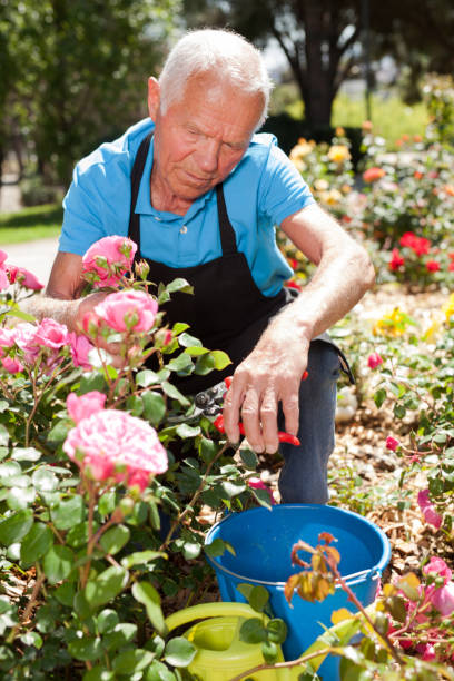 istock Man cutting with scissors roses bushes 1283462586