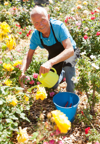 Man watering rose bushes