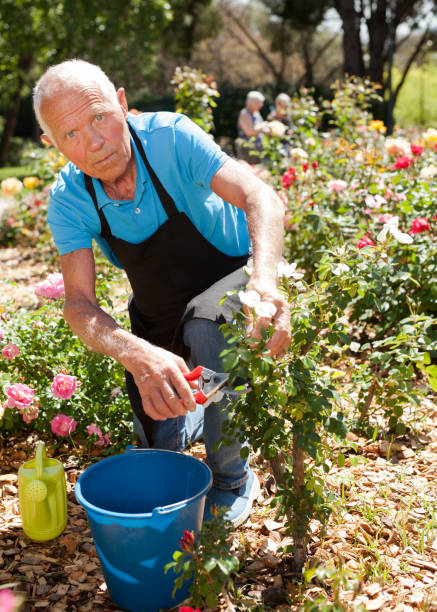 istock Man cutting with scissors roses bushes 1283462589