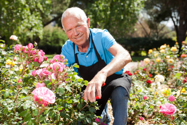istock Man cutting back shoots of rose bushes 1283462590