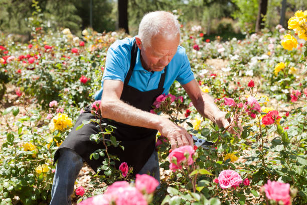 istock Male cutting branches of blooming roses 1283462592