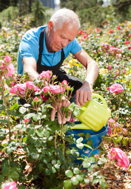 istock Man watering roses at flower bed 1283462594