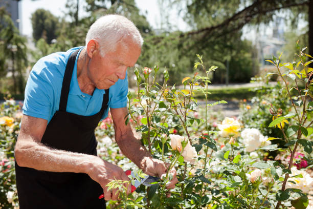 istock Man cutting with scissors roses bushes 1283462596
