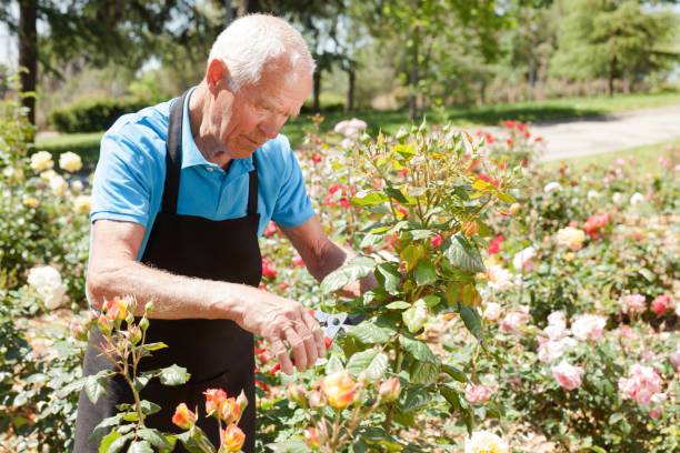 istock Man cutting back shoots of rose bushes 1283462599