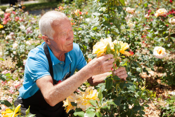 istock Man taking care of rose bushes 1283462602