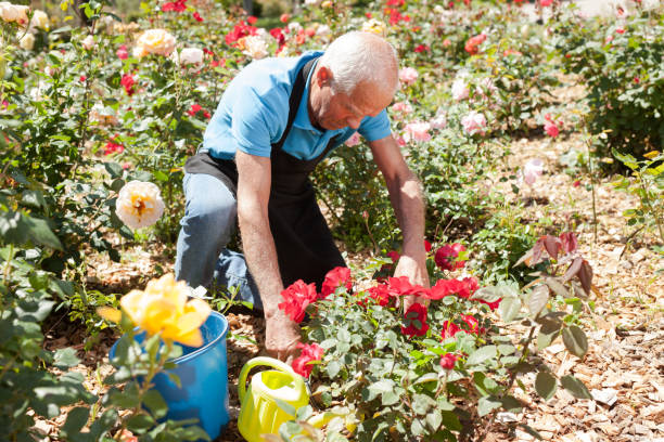 istock Man cutting back shoots of rose bushes 1283462607