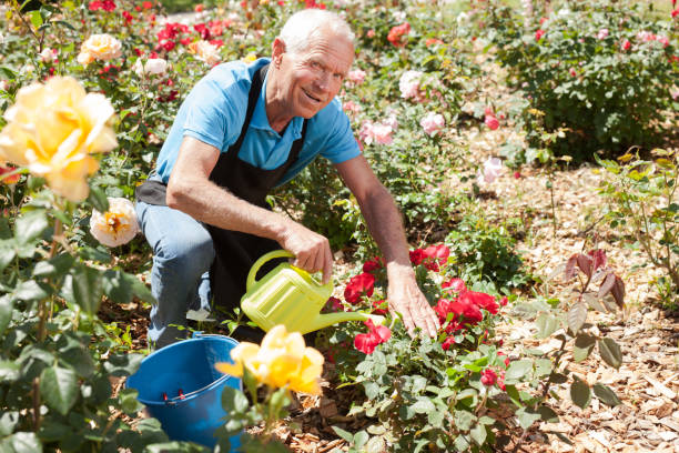 istock Man watering roses at flower bed 1283462608