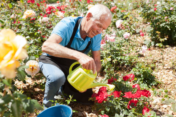 istock Man watering roses at flower bed 1283462609