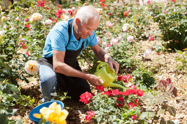 istock Man watering rose bushes 1283462611