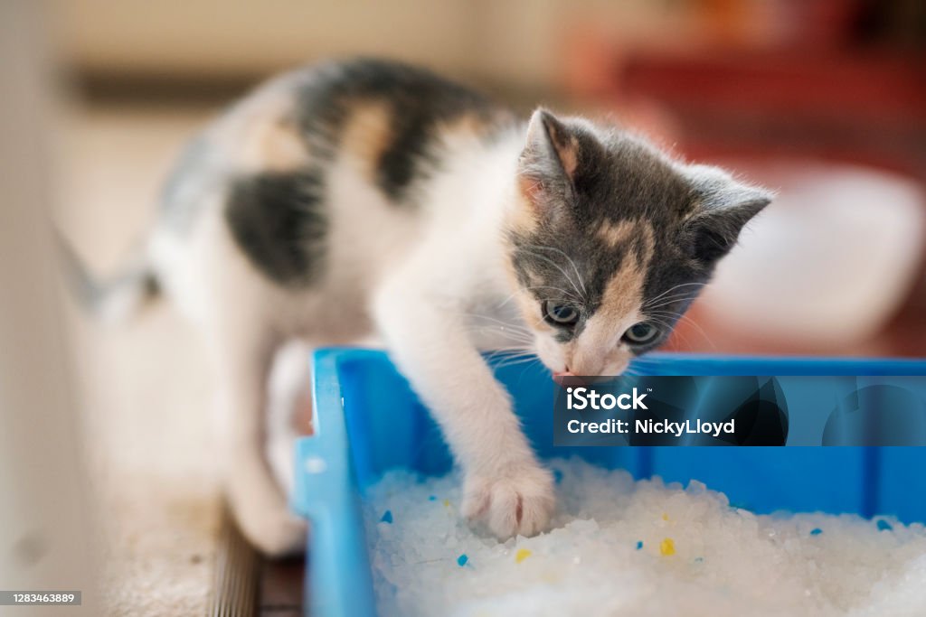 Cute little kitten scratching around in his litter box Adorable little kitten scratching around in his litter box on the floor of his new forever home Litter Box Stock Photo