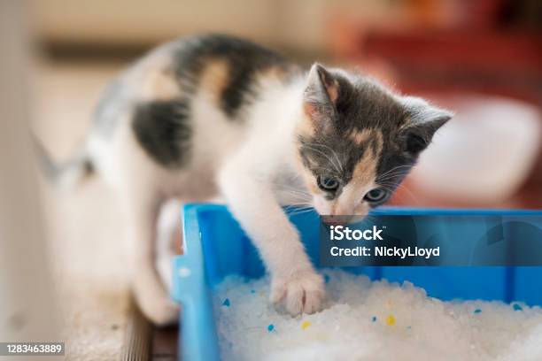 Cute Little Kitten Scratching Around In His Litter Box Stock Photo - Download Image Now