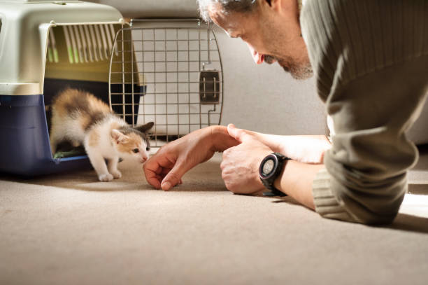 Kitten taking his first steps into his new forever home Adopted kitten taking his first steps out of a pet carrier to his new family and home adoption stock pictures, royalty-free photos & images