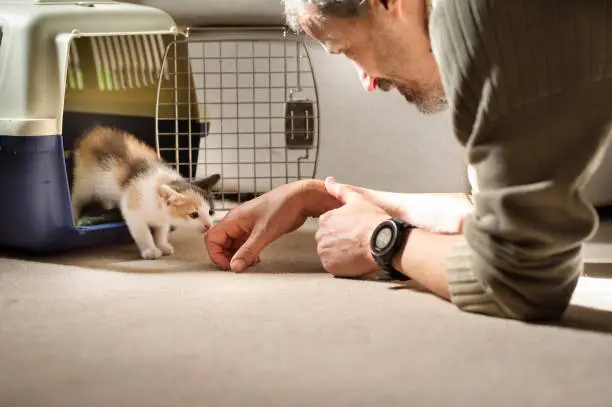 Photo of Kitten taking his first steps into his new forever home