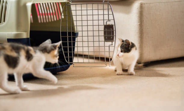 istock Two adorable newly adopted kittens exploring their new home 1283464166