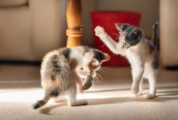 dos gatitos lindos juegan luchando con un juguete en casa - cat fight fotografías e imágenes de stock