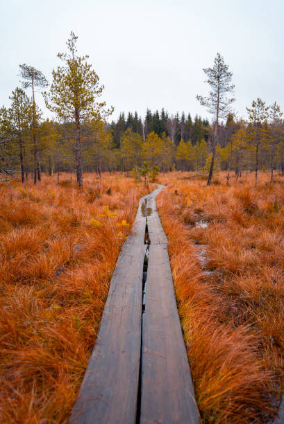 Scenic view from swamp with wooden path  at autumn in Finland This image shows wooden Hiking Trail in swamp of lapland finland. finnish lapland autumn stock pictures, royalty-free photos & images
