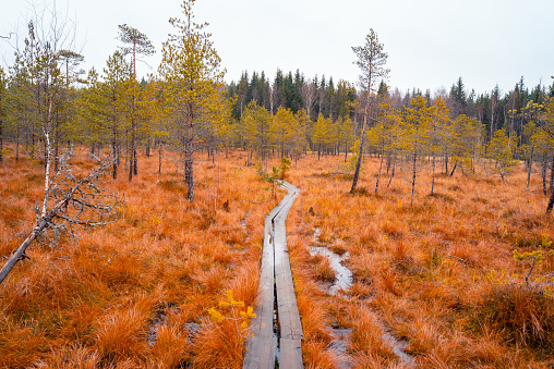 Vibrant autumn colors at the shores of Torneträsk Lake in Kiruna Region, Swedish Lapland