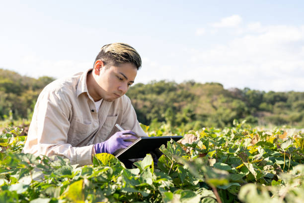 フィールドでサツマイモの葉をチェックするデジタルタブレットを持つ若者。スマート農業。 - autumn harvesting stationary life ストックフォトと画像