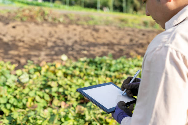 디지털 태블릿을 가진 인식 할 수없는 사람은 필드에서 고구마의 잎을 검사합니다. 스마트 농업. - autumn harvesting stationary life 뉴스 사진 이미지