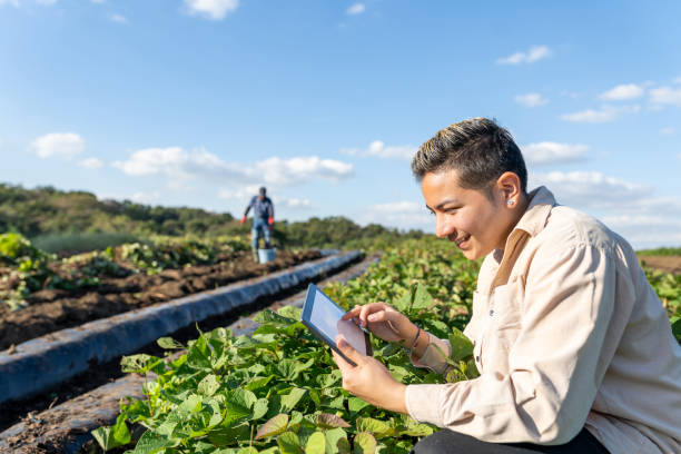 Foreign Worker in Japan. Young Man with Digital Tablet Checking the Leaves of Sweet Potato in the Fields. Smart Farming. Young Hispanic man with digital tablet checking the leaves of sweet potato and inputting the data in the fields. Japanese senior man working behind him. expatriate photos stock pictures, royalty-free photos & images