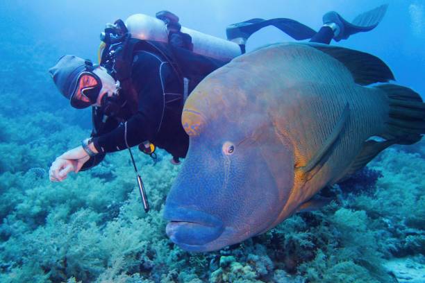 Man scuba diver and big Napoleon Wrasse fish swimming together near tropical coral reef Man scuba diver and big Napoleon Wrasse fish swimming together near tropical coral reef humphead wrasse stock pictures, royalty-free photos & images