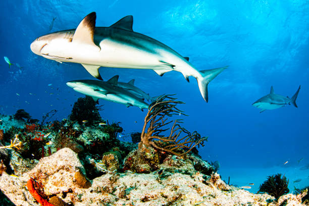 istock Caribbean reef shark at the Bahamas 1283468410