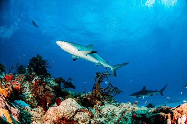 istock Caribbean reef shark at the Bahamas 1283468551