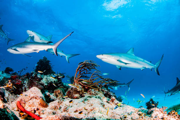 istock Caribbean reef shark at the Bahamas 1283468911