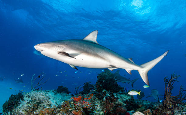 istock Caribbean reef shark at the Bahamas 1283469025