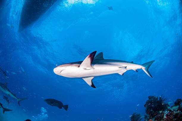 istock Caribbean reef shark at the Bahamas 1283469933