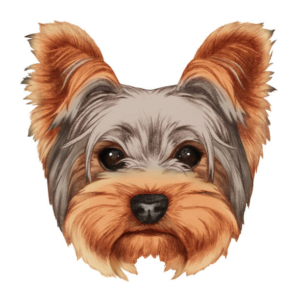 Portrait of Yorkshire Terrier. Hand-drawn illustration, digitally colored. yorkshire terrier dog stock illustrations