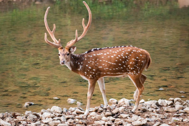 Spotted deer on the banks of a river