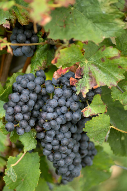 istock Rispe with blue grapes and autumnal leaves just before harvest 1283472918