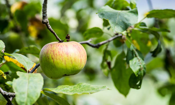 istock Red striped single apple on branch with blurred background 1283472958