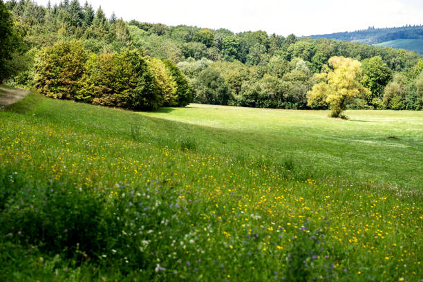 istock Flower meadow in late summer with single tree in it with forest in the background 1283472991