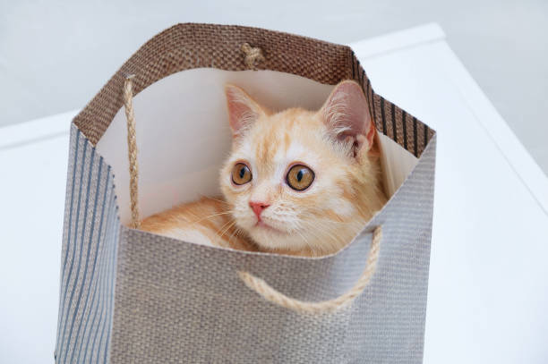istock A small beige Scottish kitten sits in brown paper bag. 1283473462