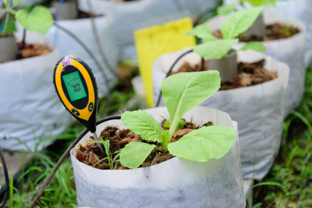 istock Check pH value in Planting bag of Chinese cabbage 1283474130