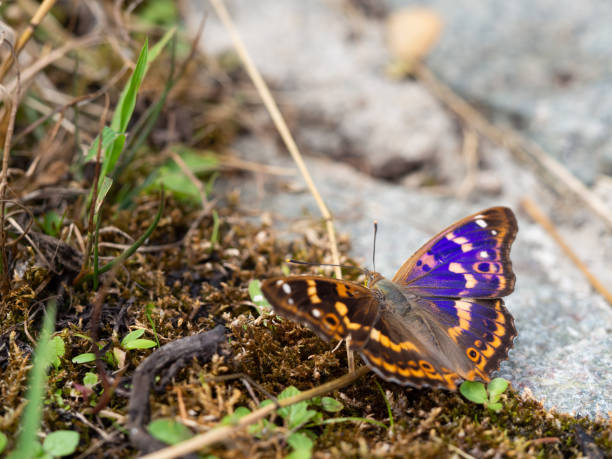 130+ zbiorów zdjęć, fotografii i beztantiemowych obrazów z kategorii Lesser  Purple Emperor Butterfly Obrazy - iStock