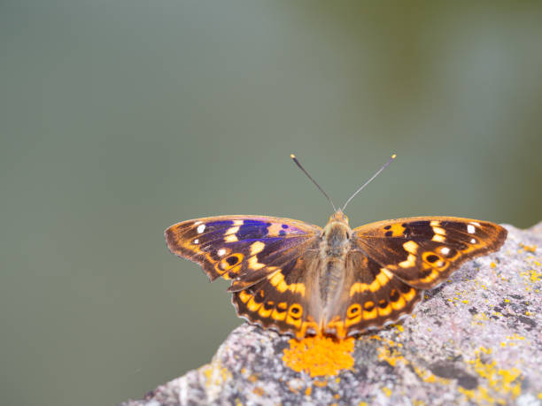 istock Lesser purple emperor butterfly (Apatura ilia) 1283474235