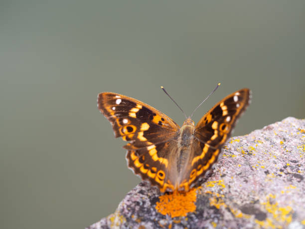 istock Lesser purple emperor butterfly (Apatura ilia) 1283474246
