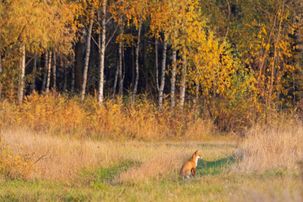 Fox in Shiretoko National Park.