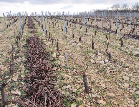 Winter landscape in perspective of rows of pruned vines, with branches piled up in line on a stony earth. Mercurey, Saône et Loire, Burgundy, France. January 20120.