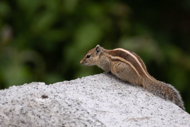 istock Indian palm squirrel on the edge of a wall 1283475254