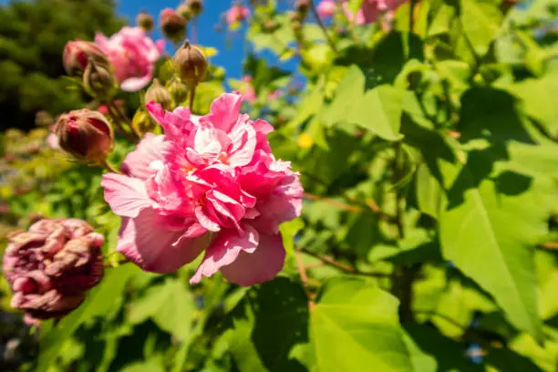 Pink peony blooming in autumn (Scientific name: Paeonia) in　Japanese Garden in Himeji, Japan.