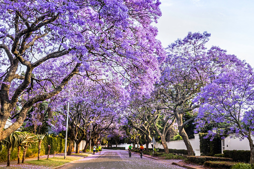 Cyclists and joggers under the Jacaranda trees in bloom seen in Saxonwold, Johannesburg